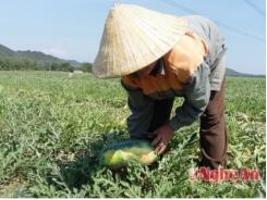 Nam Tân (Nghệ An) bội thu dưa đỏ