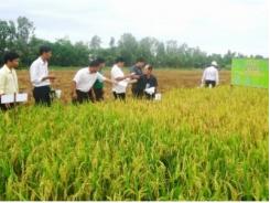 Đồng Tháp thử nghiệm thành công 5 giống lúa tại huyện biên giới