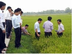 Giống lúa JO2 cho hiệu quả kinh tế cao ở Thanh Ba