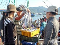 Ngư dân Thuận Nam (Ninh Thuận) khai thác trên 1.200 tấn hải sản các loại