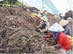 Khoai lang tím Nhật giá thấp chưa từng có, nông dân méo mặt