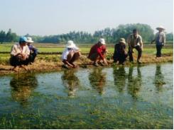 Nông dân kêu cứu vì lúa bị chết