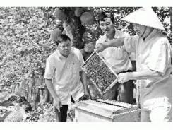 Gần 200 lao động xã Thành Kim có việc làm từ nghề nuôi ong mật