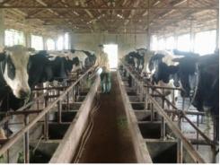Những giải pháp bền vững cho phát triển chăn nuôi bò sữa