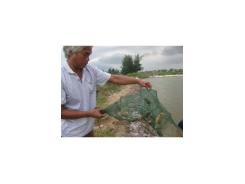 Nuôi cua biển thương phẩm