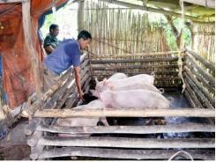 Thoát nghèo từ nuôi lợn
