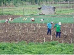 Rau màu liên tục tăng giá