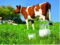 Sản lượng sữa bò tươi toàn huyện đạt trên 50 tấn/ngày