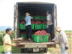 Liên hiệp hợp tác xã thanh long Bình Thuận liên kết cùng phát triển