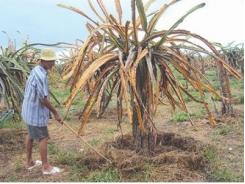Thanh long thối rễ, khô cành cần sớm tìm ra phương pháp cứu chữa