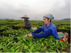 Nông nghiệp Bắc Quang dấu ấn một nhiệm kỳ