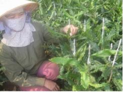 Bộ trưởng Cao Đức Phát bà con nông dân chỉ nên trồng cây mắc-ca đã khảo nghiệm