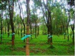 Cty Krông Búk tái canh 431 ha cao su