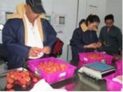 Tin vui dồn dập với vải thiều