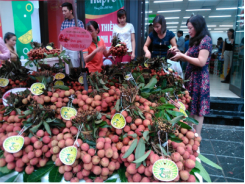 Hapro bán 19.000 đ/kg vải thiều Thanh Hà