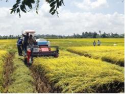Vụ lúa xuân 2015 lại thêm mùa vàng bội thu