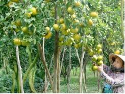 Đầu tư vườn cây ăn trái