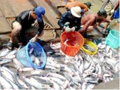 Nhiều bất cập trong phương thức quản lý xuất khẩu cá tra