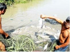 Đồng Bằng Sông Cửu Long gỡ khó xuất khẩu nông thủy sản