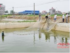 Nghệ An tăng sản lượng cung ứng cá giống nước ngọt