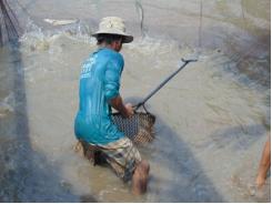 Cá lóc tăng giá, thương lái tranh nhau đặt cọc