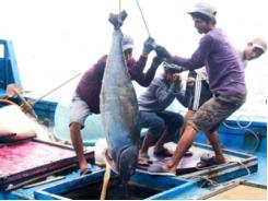 Cá ngừ đại dương rớt giá
