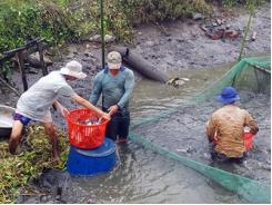 Huyện Phụng Hiệp (Hậu Giang) cá thát lát giảm 10.000 đồng/kg