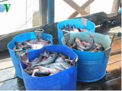 Cảnh giác với thông tin thương lái Trung Quốc mua cá tra quá lứa