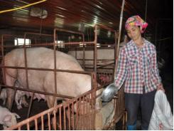 Chăn nuôi dẫn bàn trước trồng trọt