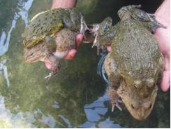 Bí quyết giúp ếch sinh sản bằng hệ thống phun mưa