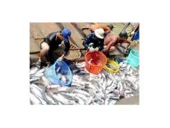 Giá cá tra tiếp tục giảm, cá nuôi lồng ổn định