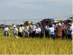 7 giống lúa khảo nghiệm thu hút nông dân xứ Nghệ