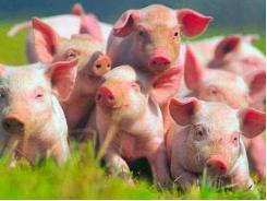 Yên Bái dành 44ha đất trên núi cho Hòa Phát nuôi lợn