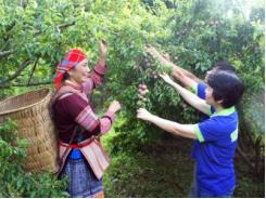 Mận Bắc Hà xâm nhập siêu thị Thủ đô