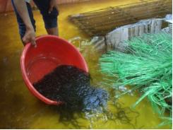 Kiên Giang triển khai mô hình nuôi lươn trên bể lót bạt sử dụng thức ăn công nghiệp