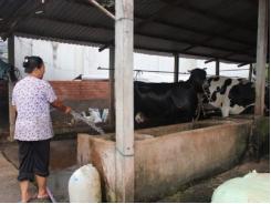 Nông dân nuôi bò Củ Chi gửi sữa cho người thân tắm