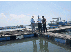 Vụ kiện đòi bồi thường thiệt hại cá nuôi lồng bè chết hàng loạt ở Long Sơn hòa giải lần thứ nhất bất thành
