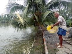 Nông dân vùng kênh Đông chưa mặn mà nuôi cá, tôm