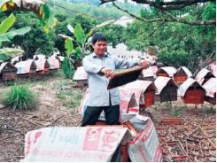 Bị ong đốt thành... triệu phú