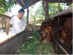 Phú Yên phát triển đàn bò lai cơ hội thoát nghèo cho đồng bào dân tộc thiểu số