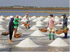 Sớm mua tạm trữ 200.000 tấn muối cho diêm dân