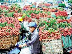 200 thương lái Trung Quốc vào Bắc Giang giám sát thu mua vải thiều