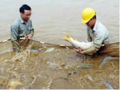 Thủy sản Bảo Thắng có bước phát triển mới