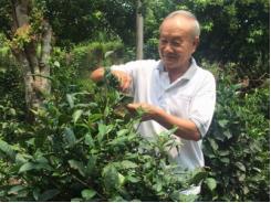 Tò mò về loại trà thơm như hương đồng nội, ngọt thanh ngất ngây