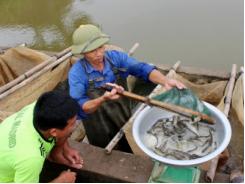 Trại cá Hòa Sơn Thái Nguyên doanh thu tăng 5% so với cùng kỳ