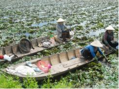 Trồng ấu lời hơn lúa
