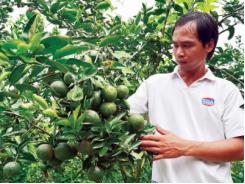 Từ tay trắng thành tỷ phú nhờ mê.. cam sành