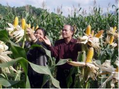 Cây ngô hợp duyên phân bón Văn Điển