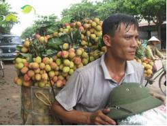 Vải thiều giảm sản lượng, giá tăng