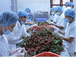 Vải thiều xuất khẩu vướng thủ tục trước khi xuất cảnh